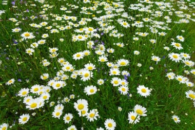 Knowing the role of daisies in your lawn