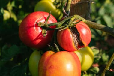 Preventing tomato cracking: A guide to healthier harvests