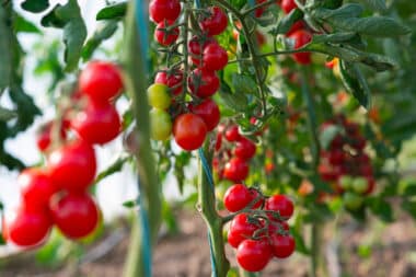 A revolutionary approach to tomato cultivation: the suspended trellising method