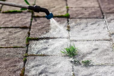 A natural fix for the gardener's headache: Vinegar and homemade herbicides