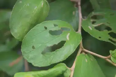 Battling aphids in your garden: a natural fix