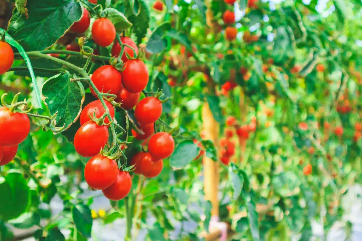 Unveiling the benefits of baking soda for tomato plants