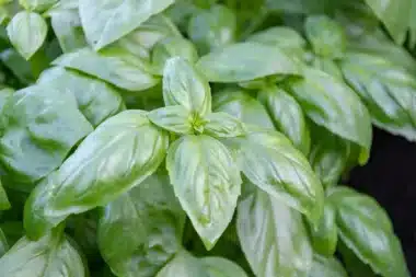 The benefits of growing basil alongside your garden plants