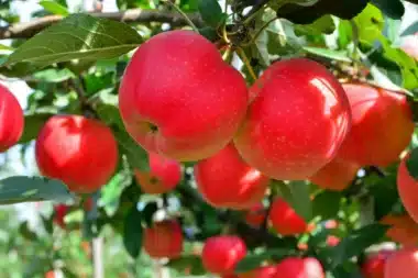 Discovering the perfect fruit trees for your garden