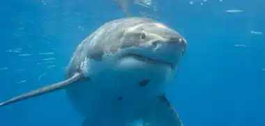 Great white shark Contender spotted near favorite Atlantic shores