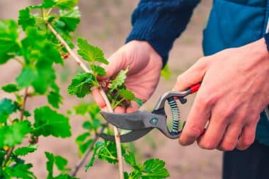 The art of pruning: a summer guide to healthier plants