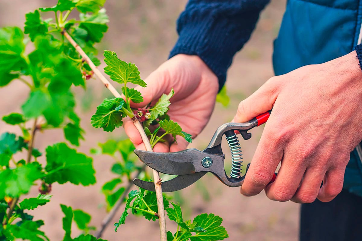 The art of pruning: a summer guide to healthier plants
