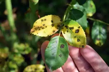 A natural way to tackle black spots on roses