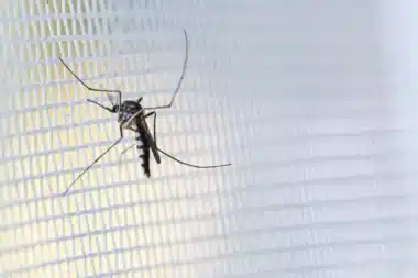 Protect your home: Fighting back against tiger mosquitoes in France