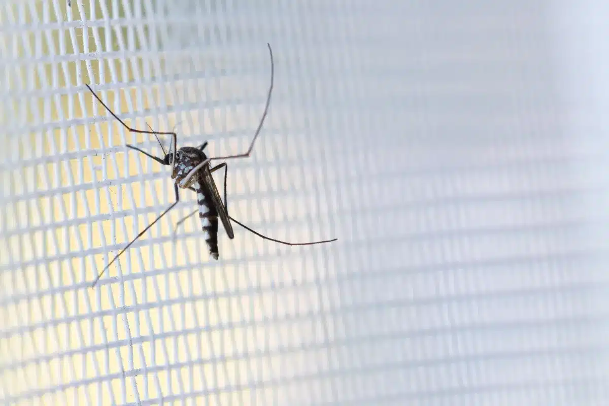 Protect your home: Fighting back against tiger mosquitoes in France