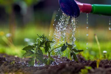Mastering the art of watering tomatoes