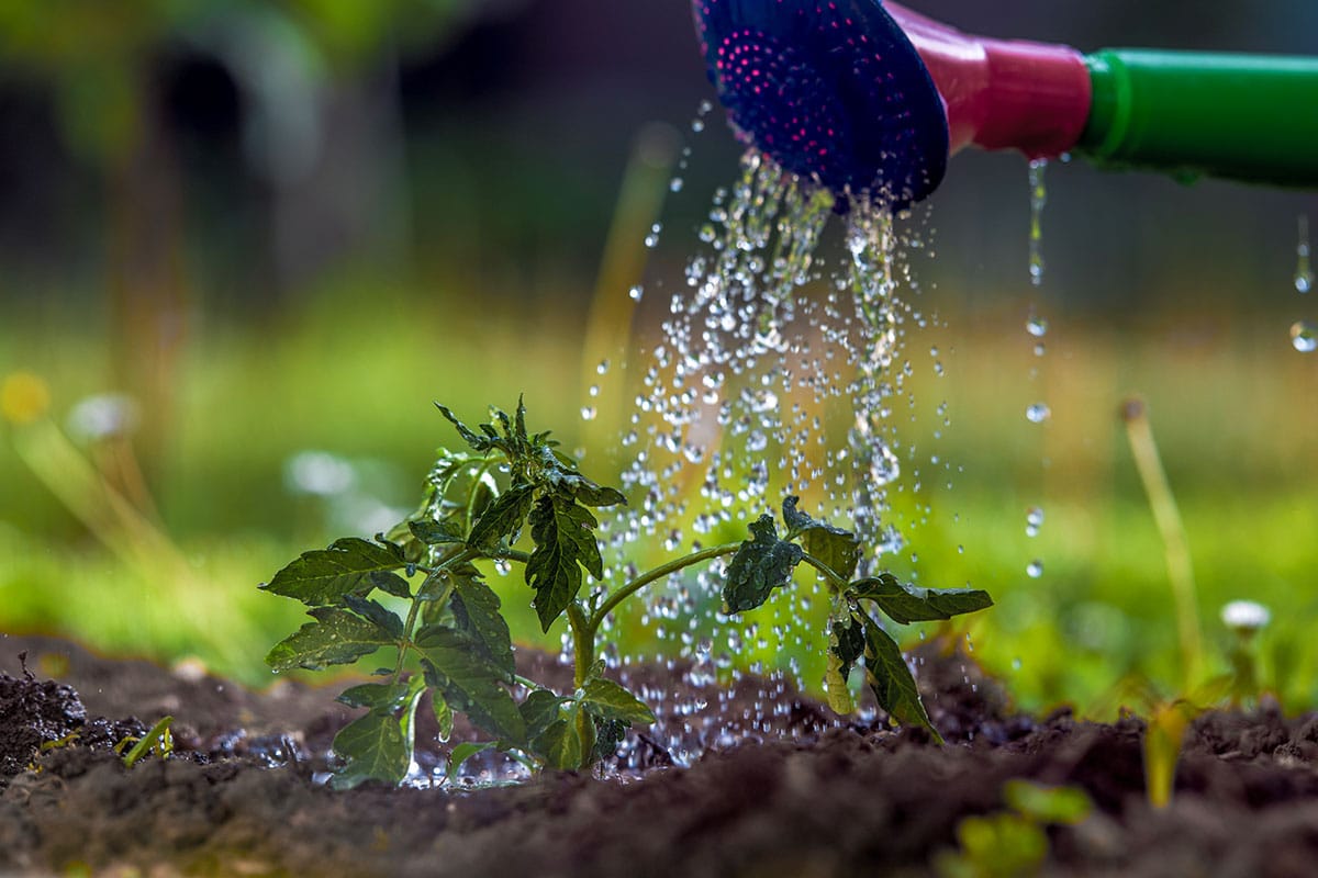 Mastering the art of watering tomatoes