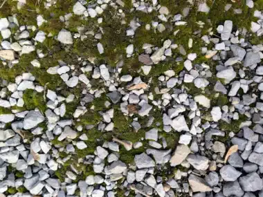 Unconventional yet effective: Using white vinegar to fight off weeds