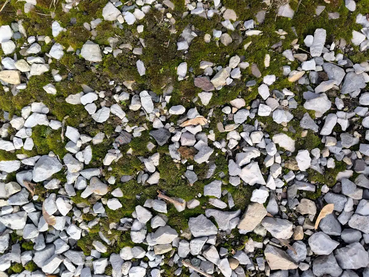 Unconventional yet effective: Using white vinegar to fight off weeds